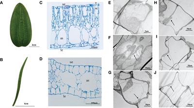 Different photosynthetic inorganic carbon utilization strategies in the heteroblastic leaves of an aquatic plant Ottelia ovalifolia